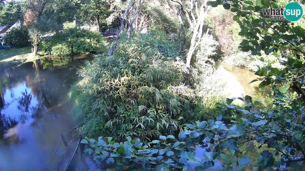 Yellow-cheeked gibbon Zoo Ljubljana livecam