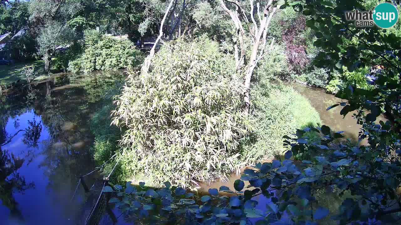 Gibbon à joues jaunes Zoo Ljubljana live cam