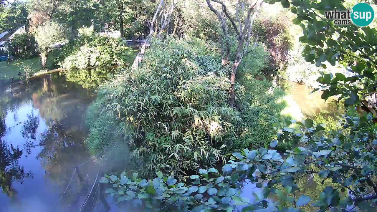 Gibbon à joues jaunes Zoo Ljubljana live cam