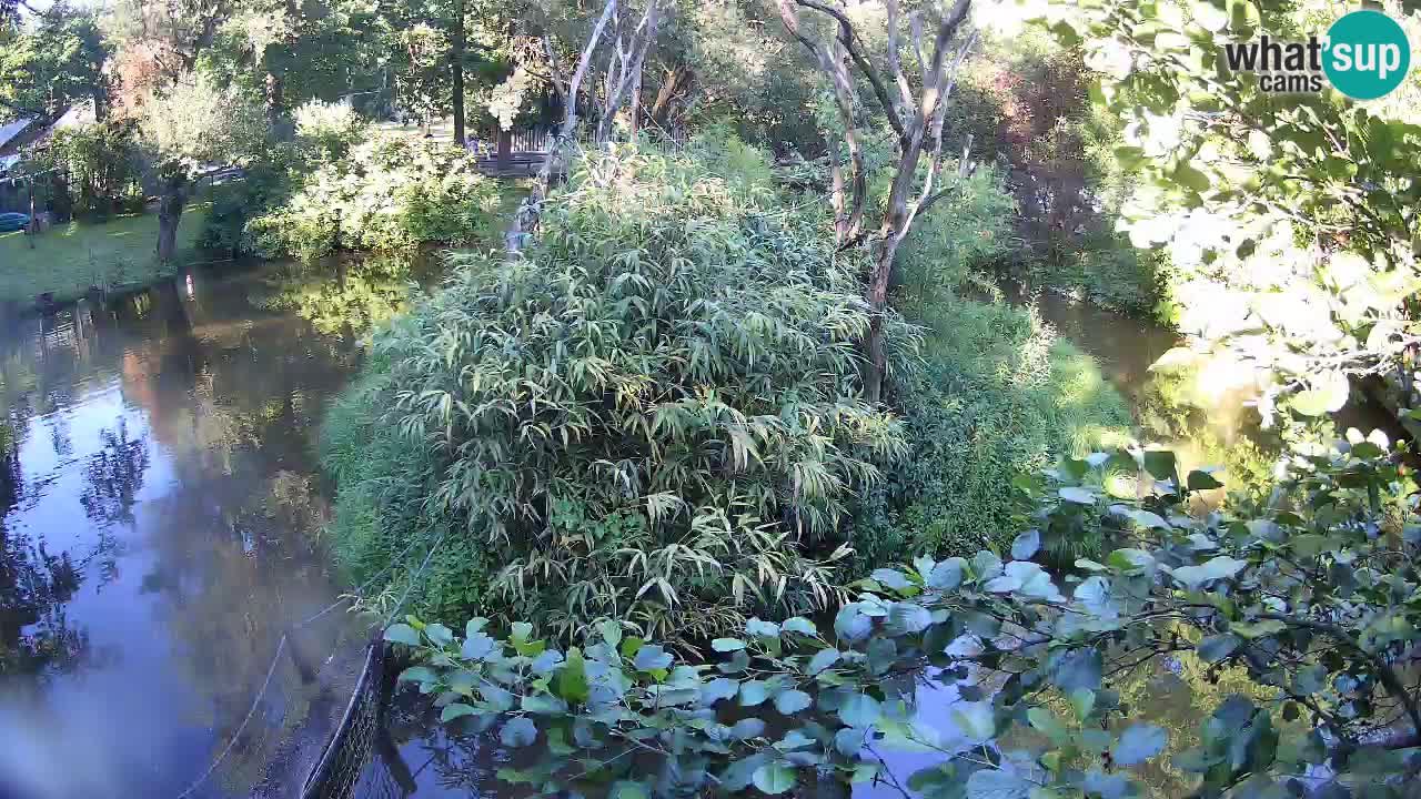 Gibbon à joues jaunes Zoo Ljubljana live cam