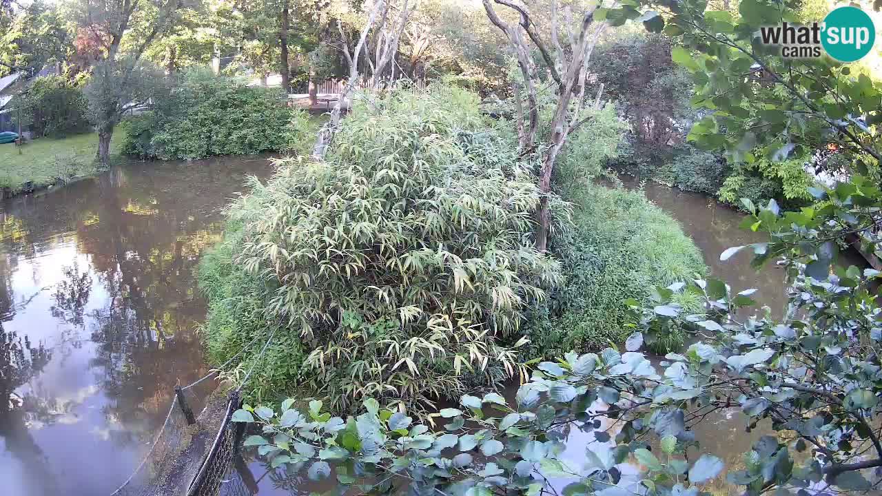Gibbon à joues jaunes Zoo Ljubljana live cam