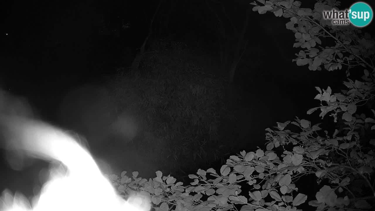 Yellow-cheeked gibbon Zoo Ljubljana livecam