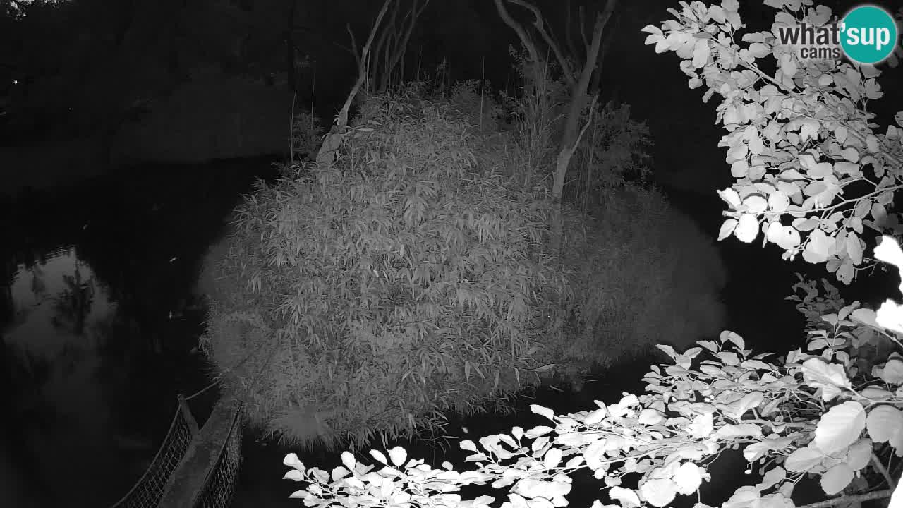 Yellow-cheeked gibbon Zoo Ljubljana livecam