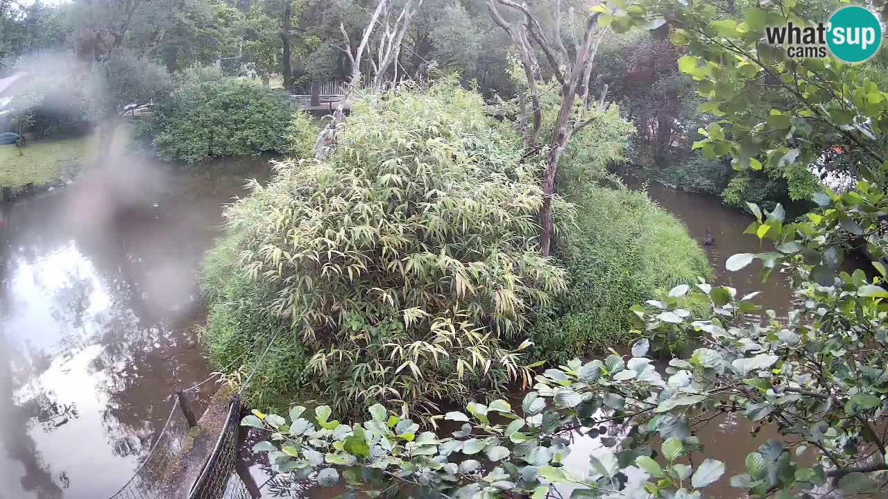 Gibbone dalle guance rosa nello ZOO di Ljubljana