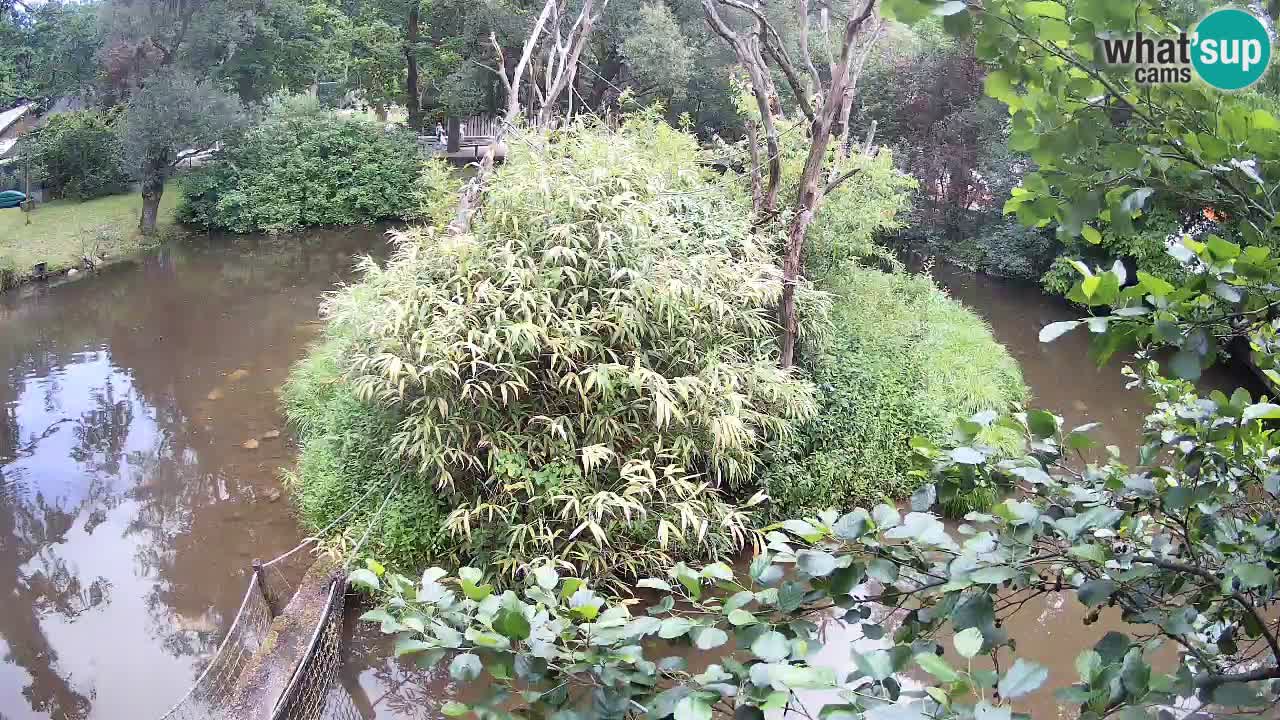 Yellow-cheeked gibbon Zoo Ljubljana livecam
