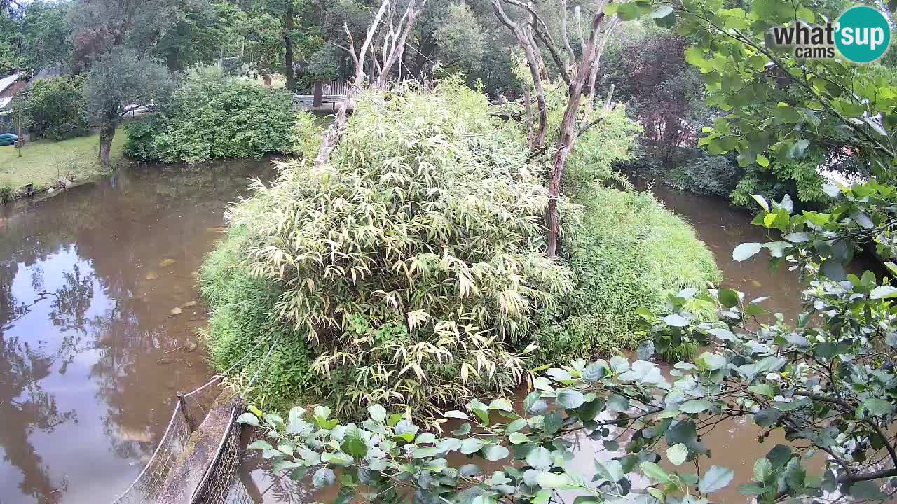 Gibon – Nomascus gabriellae – Zoo Ljubljana web kamera