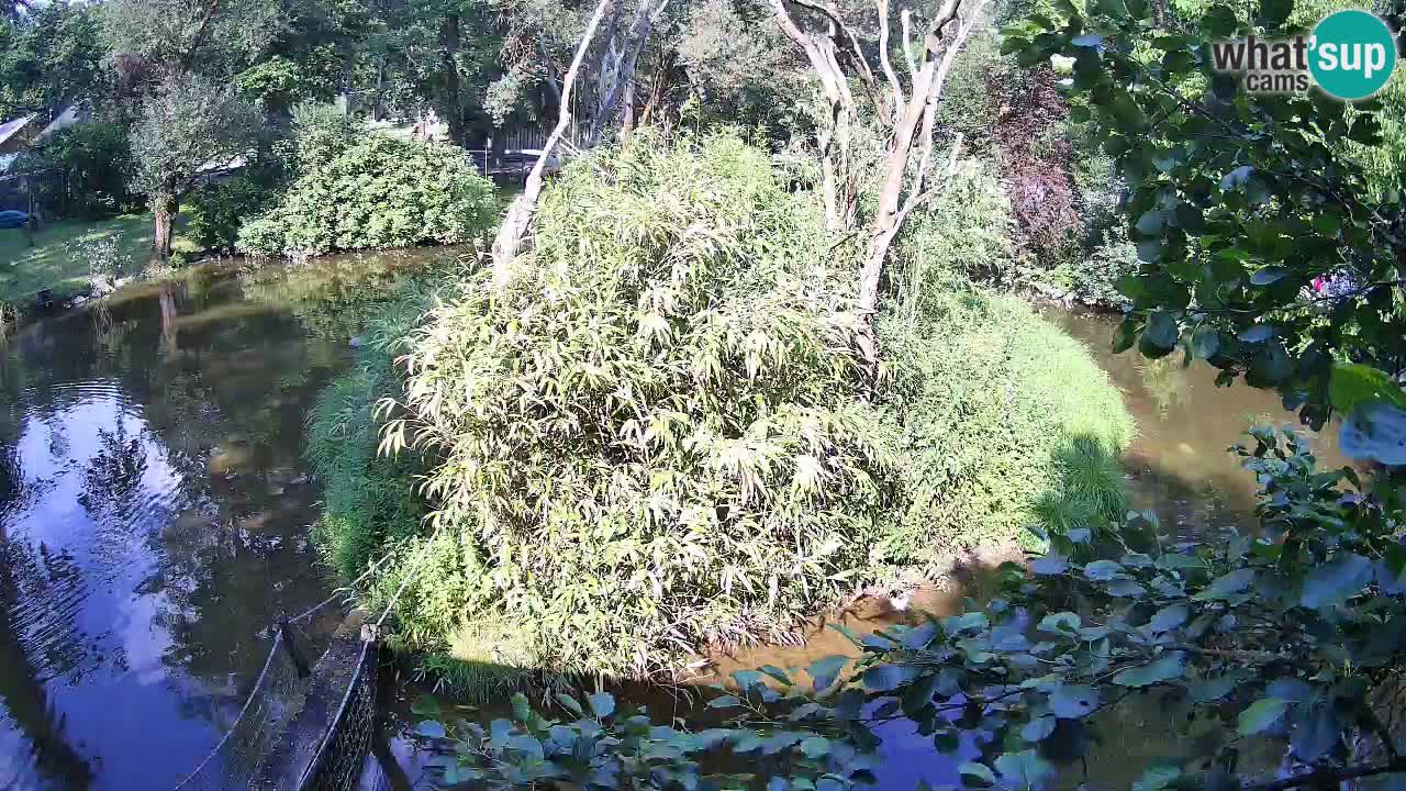 Yellow-cheeked gibbon Zoo Ljubljana livecam