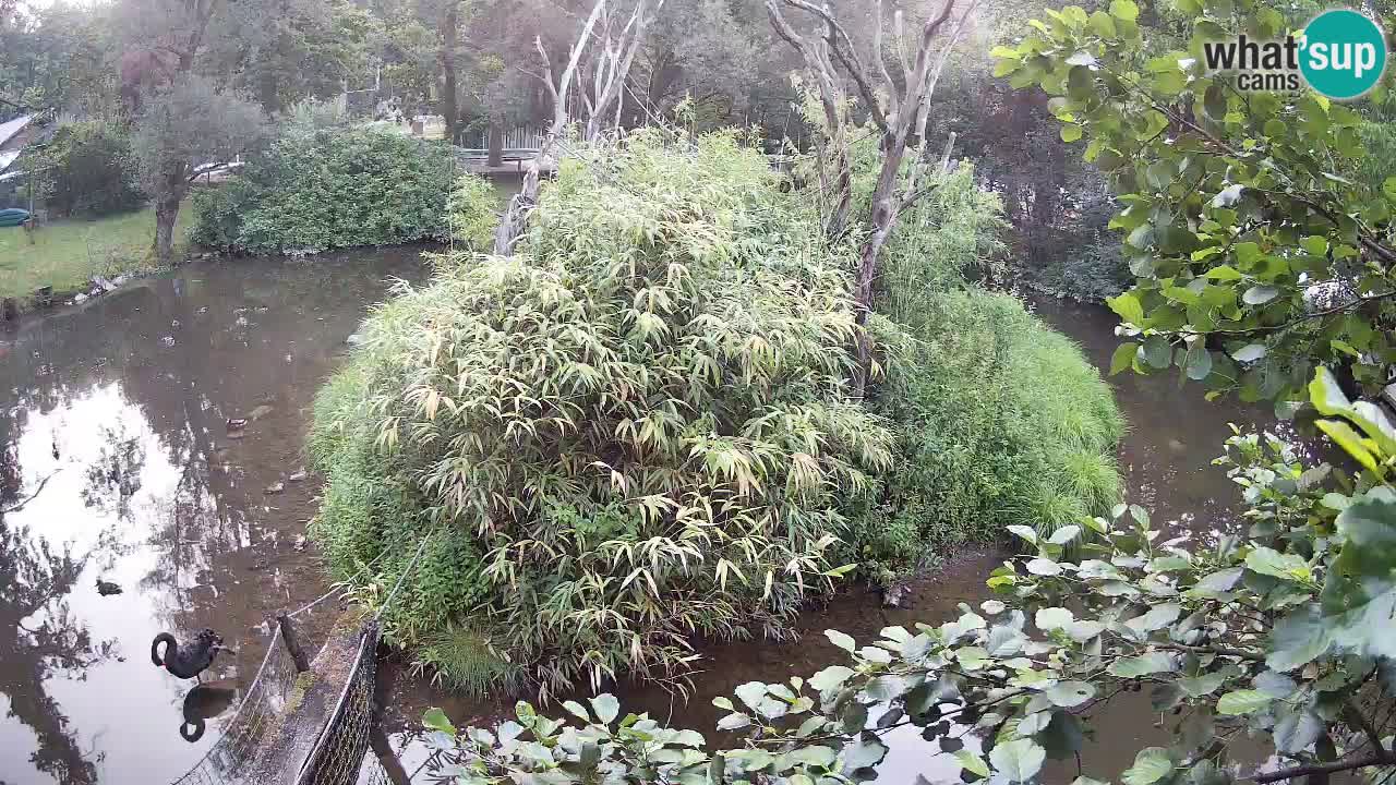 Yellow-cheeked gibbon Zoo Ljubljana livecam