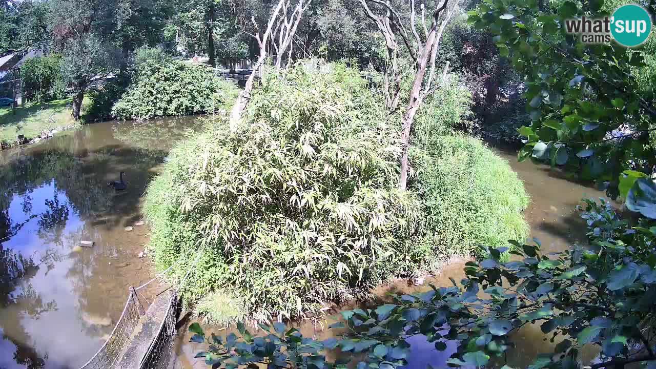 Yellow-cheeked gibbon Zoo Ljubljana livecam