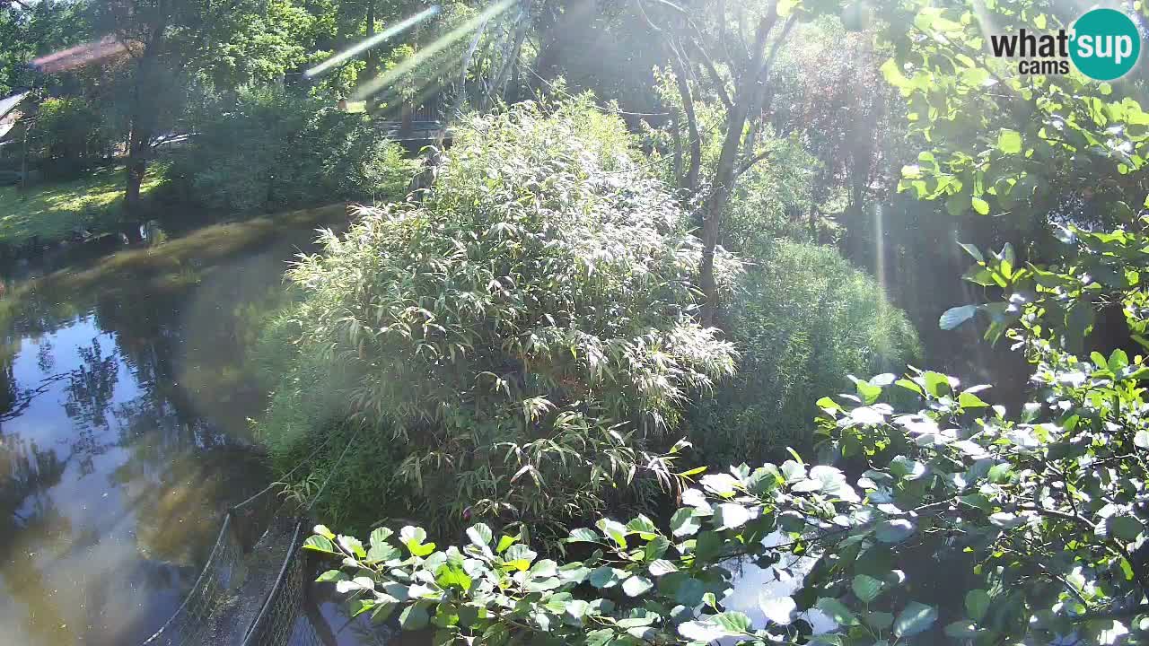 Yellow-cheeked gibbon Zoo Ljubljana livecam