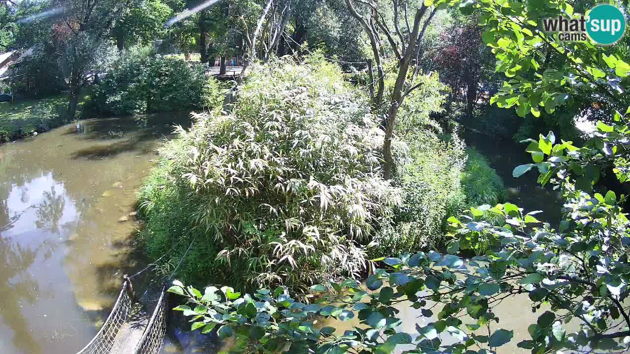 Zlatolični gibon živalski vrt Ljubljana