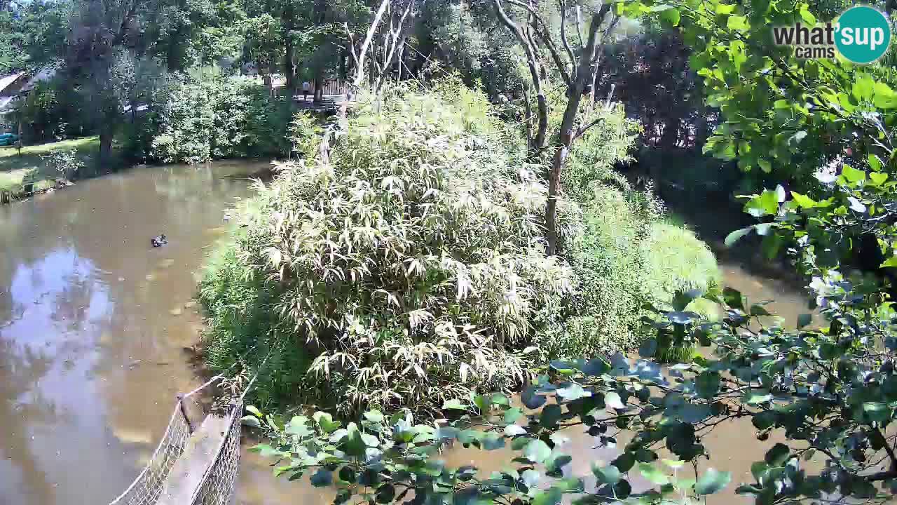 Yellow-cheeked gibbon Zoo Ljubljana livecam
