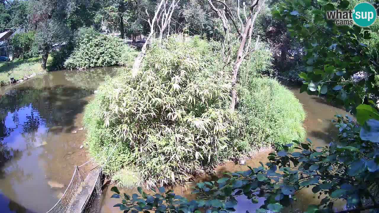 Gibon – Nomascus gabriellae – Zoo Ljubljana web kamera