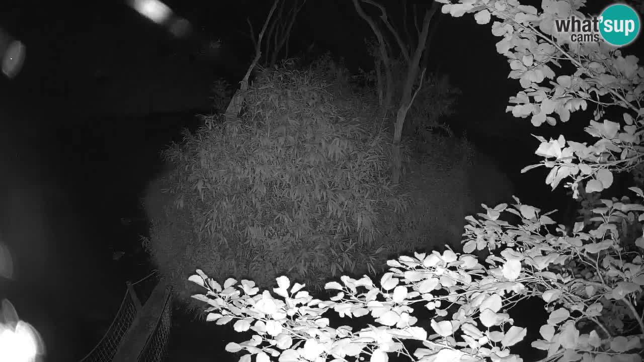 Yellow-cheeked gibbon Zoo Ljubljana livecam