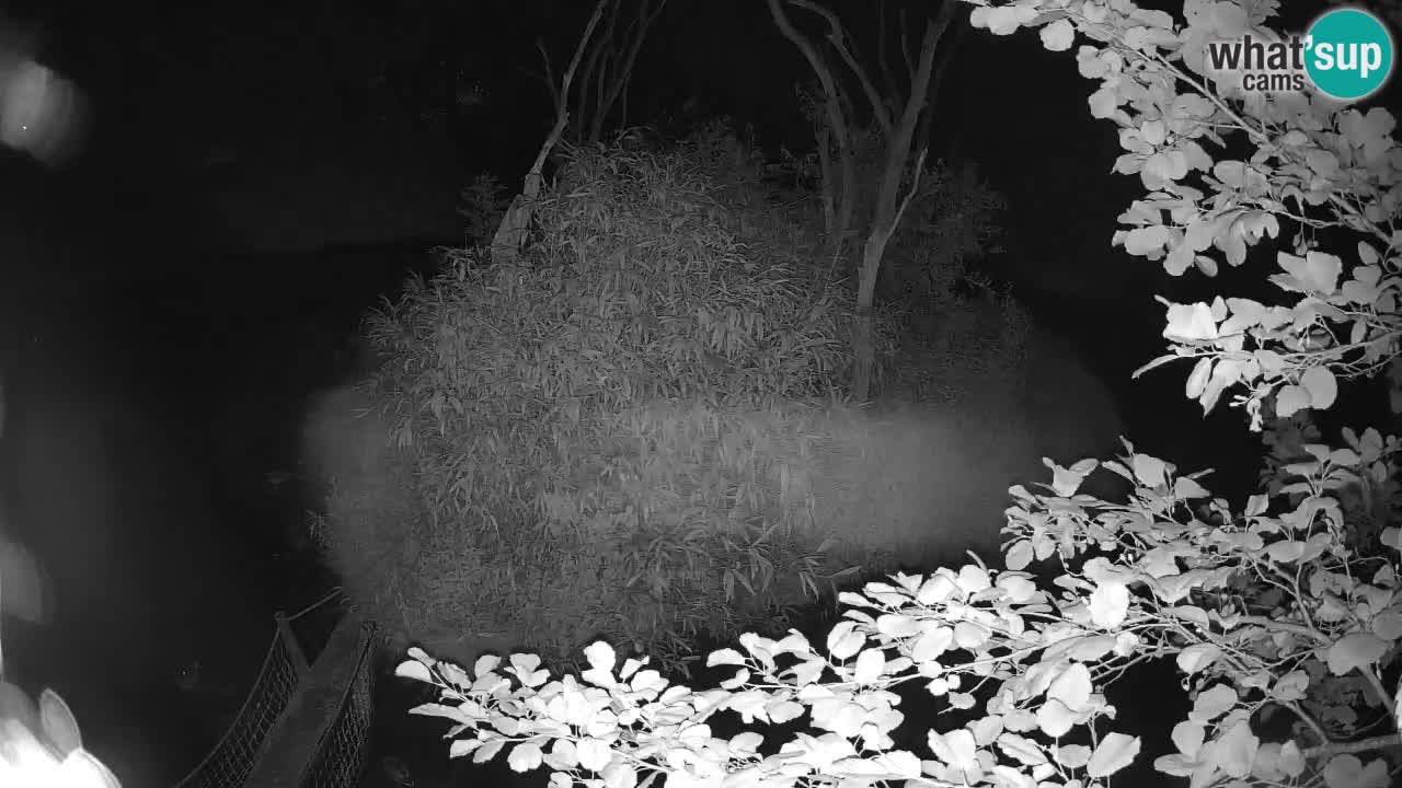 Yellow-cheeked gibbon Zoo Ljubljana livecam