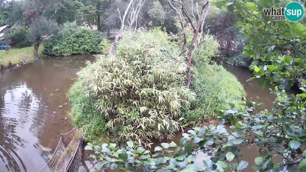 Yellow-cheeked gibbon Zoo Ljubljana livecam
