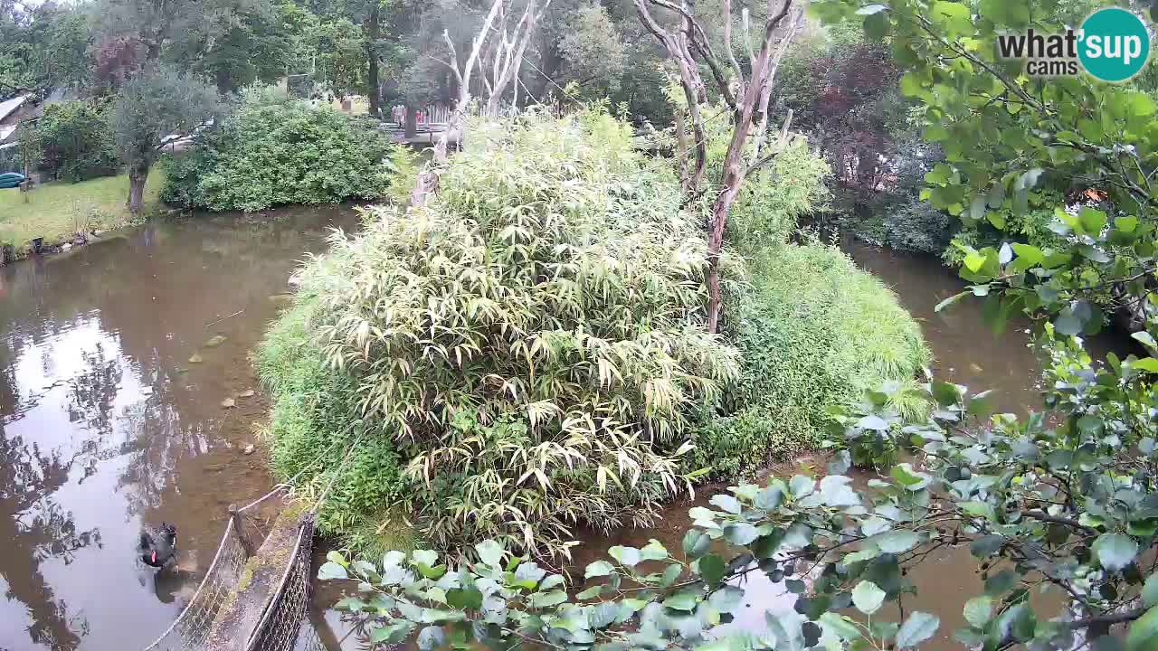 Yellow-cheeked gibbon Zoo Ljubljana livecam