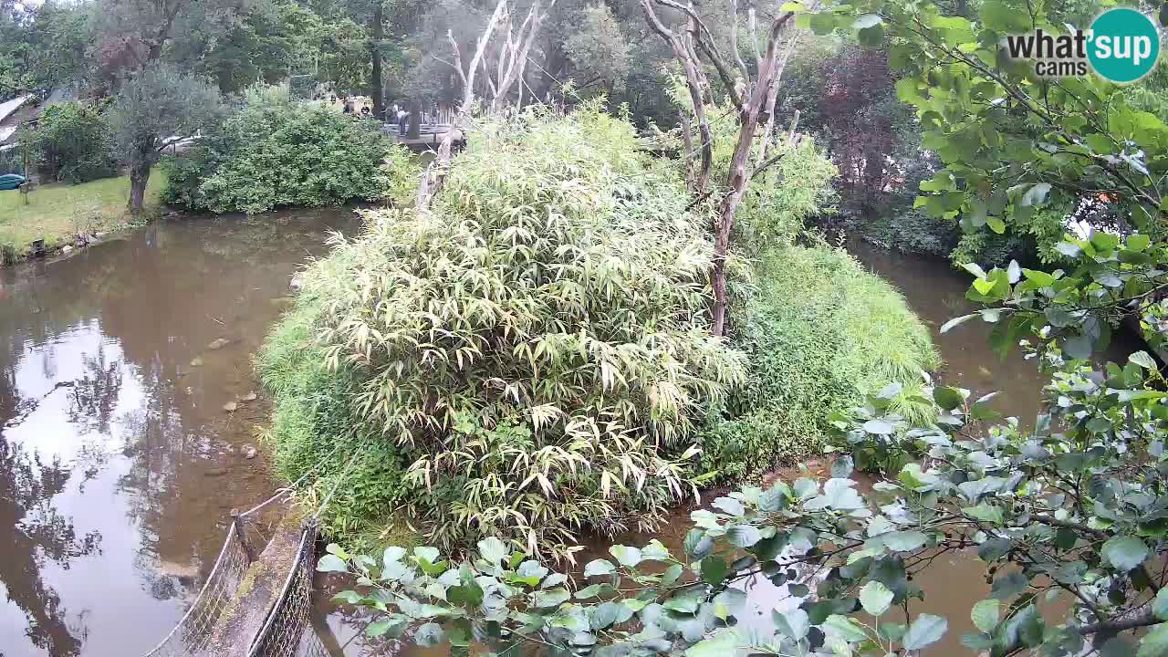 Yellow-cheeked gibbon Zoo Ljubljana livecam