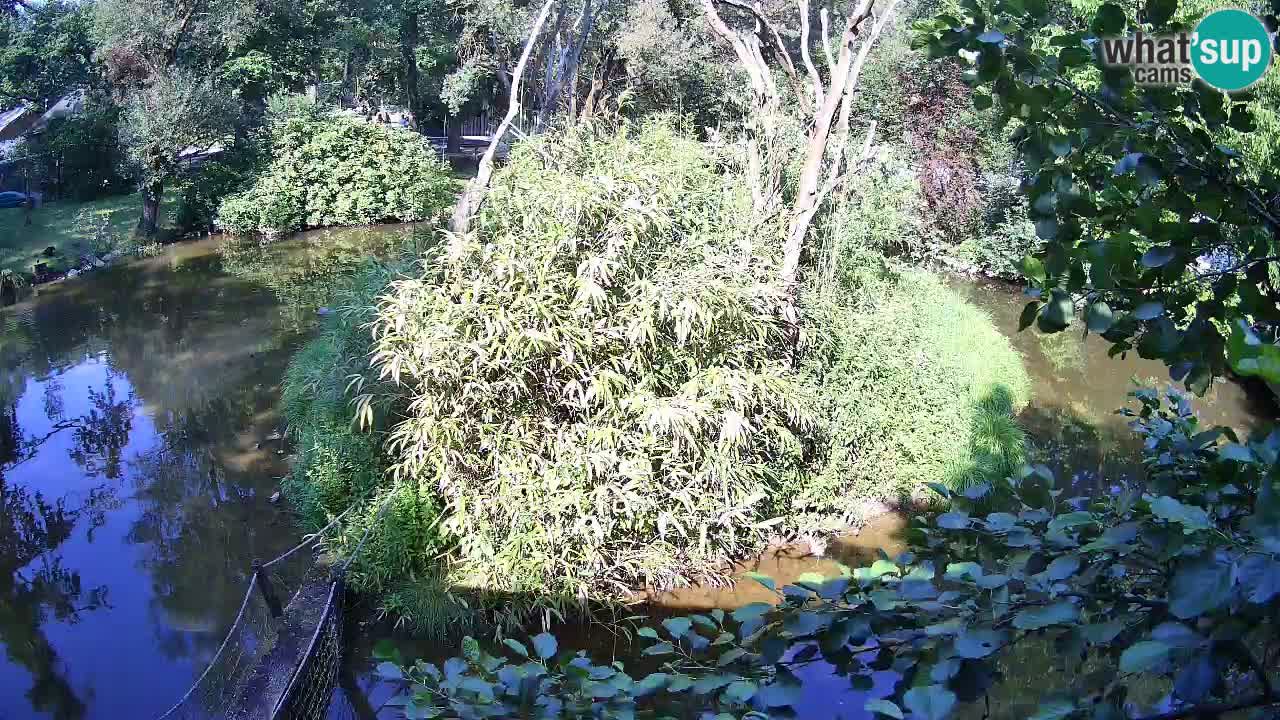 Gibbon à joues jaunes Zoo Ljubljana live cam
