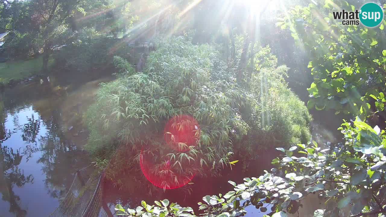 Südlicher Gelbwangen-Schopfgibbon Zoo Ljubljana webcam
