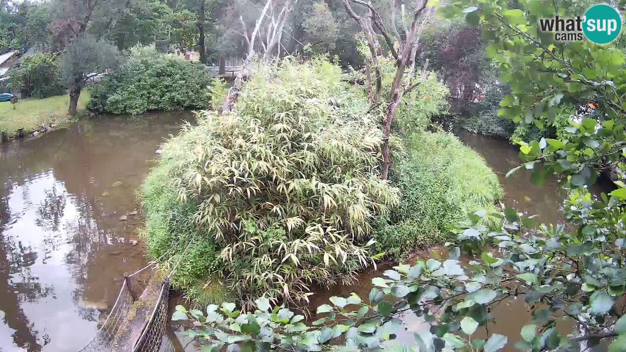 Yellow-cheeked gibbon Zoo Ljubljana livecam