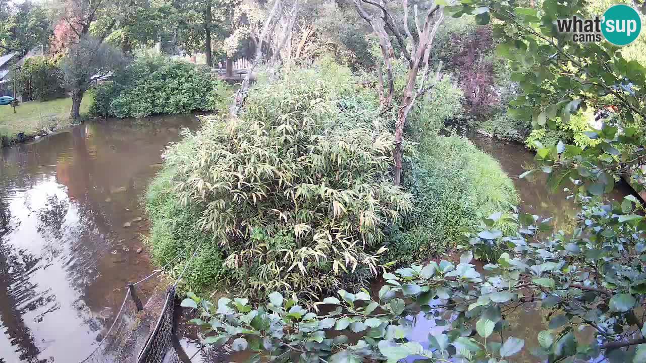 Yellow-cheeked gibbon Zoo Ljubljana livecam