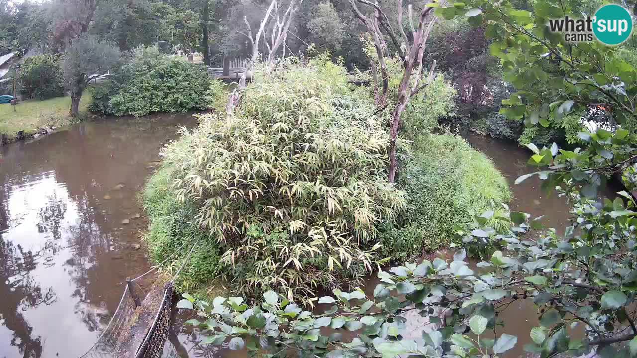Yellow-cheeked gibbon Zoo Ljubljana livecam