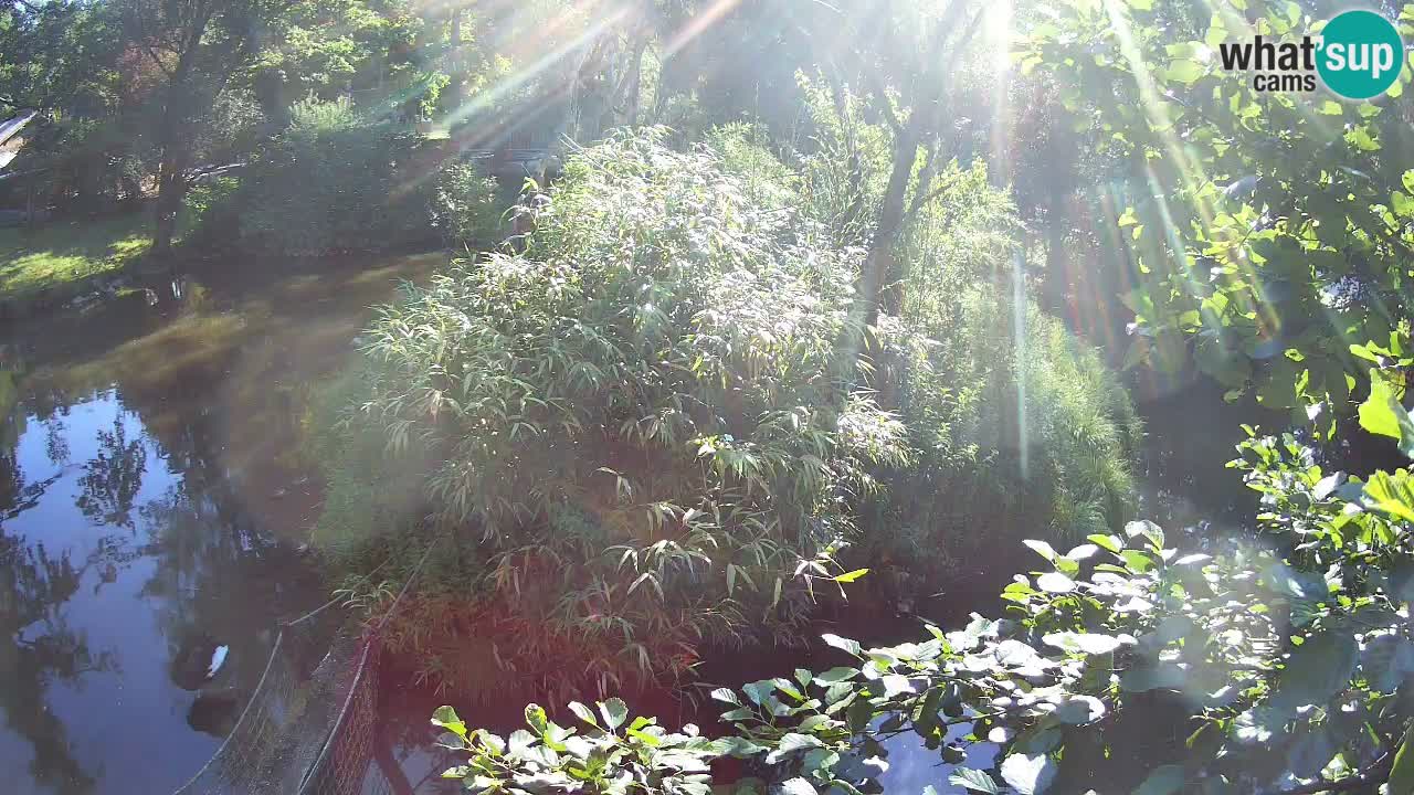 Gibon – Nomascus gabriellae – Zoo Ljubljana web kamera