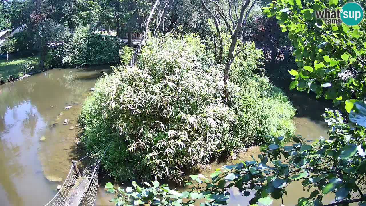 Gibon – Nomascus gabriellae – Zoo Ljubljana web kamera