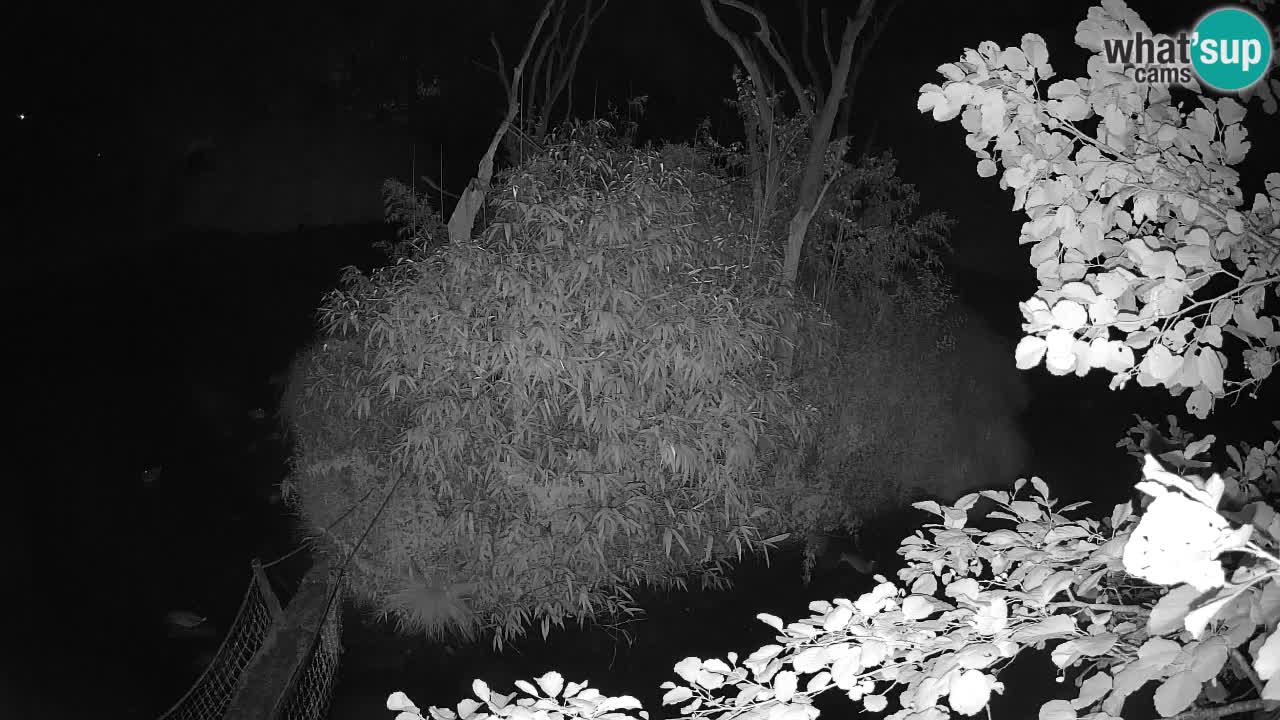 Südlicher Gelbwangen-Schopfgibbon Zoo Ljubljana webcam