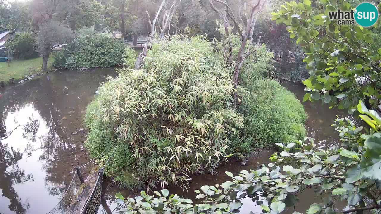 Yellow-cheeked gibbon Zoo Ljubljana livecam