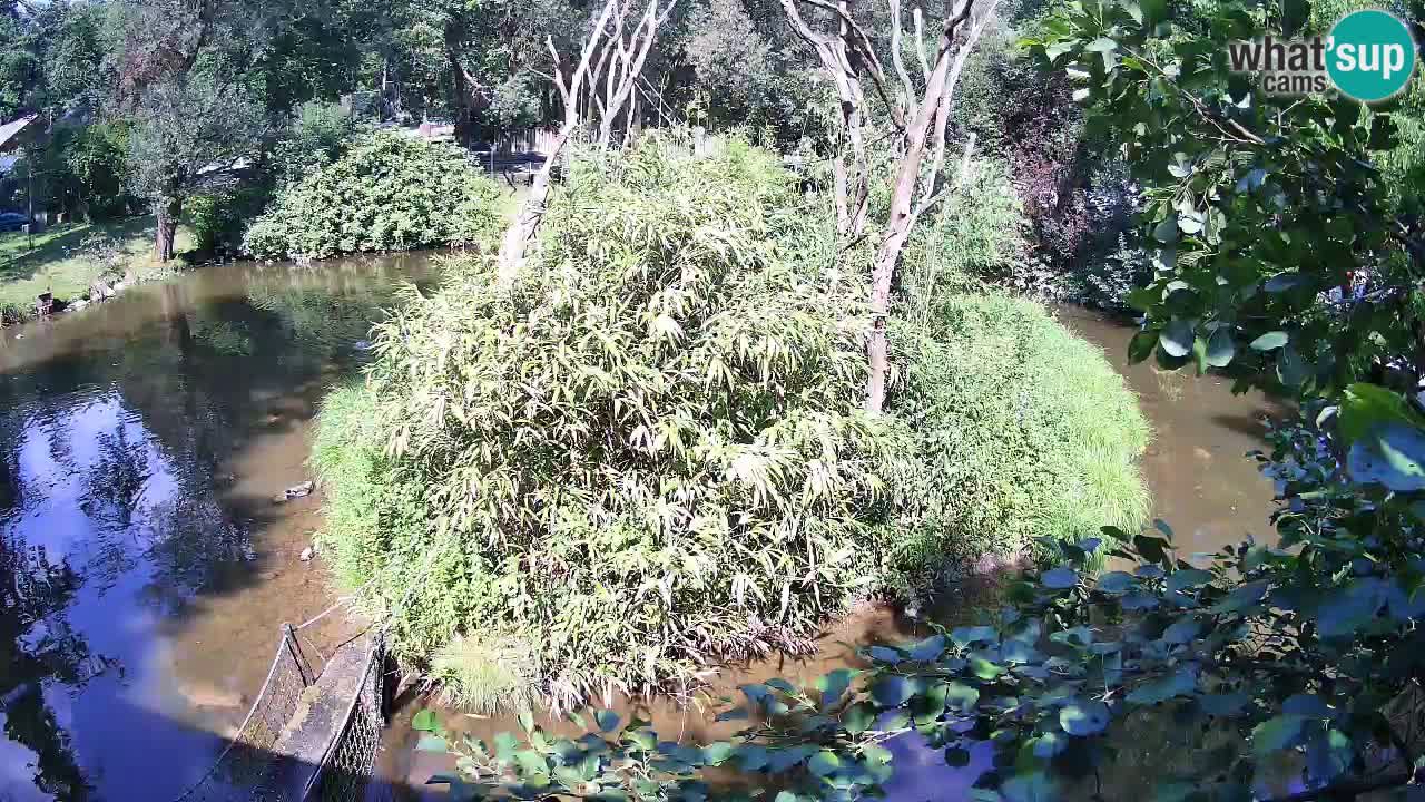 Gibbon à joues jaunes Zoo Ljubljana live cam