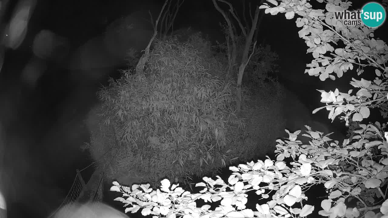 Gibon – Nomascus gabriellae – Zoo Ljubljana web kamera