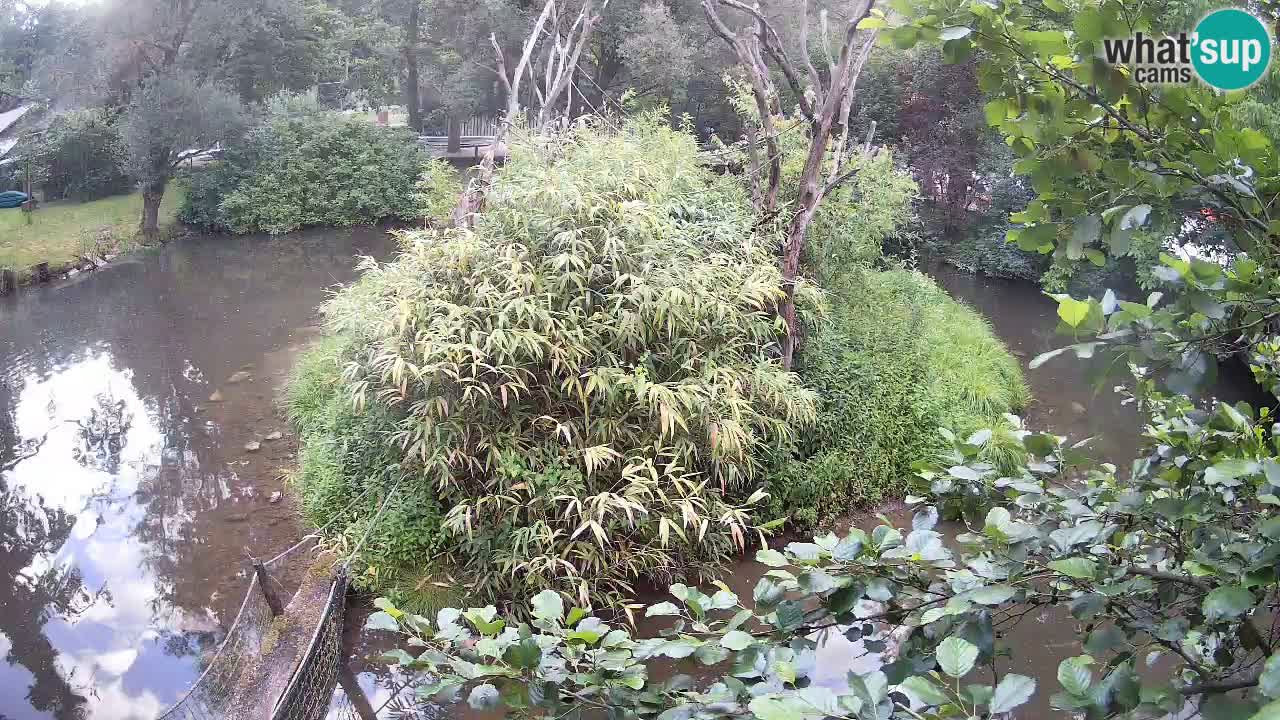 Gibon – Nomascus gabriellae – Zoo Ljubljana web kamera