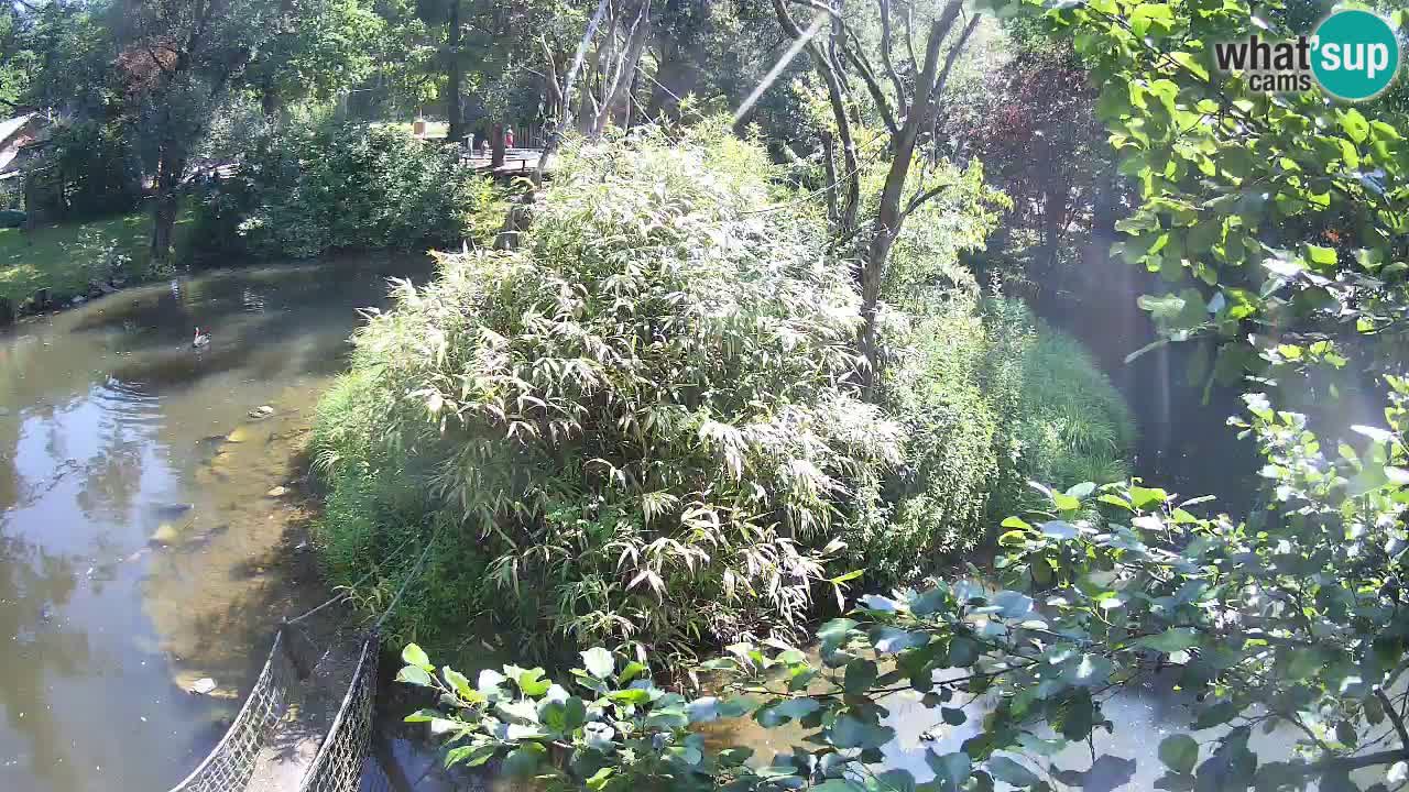 Gibon – Nomascus gabriellae – Zoo Ljubljana web kamera