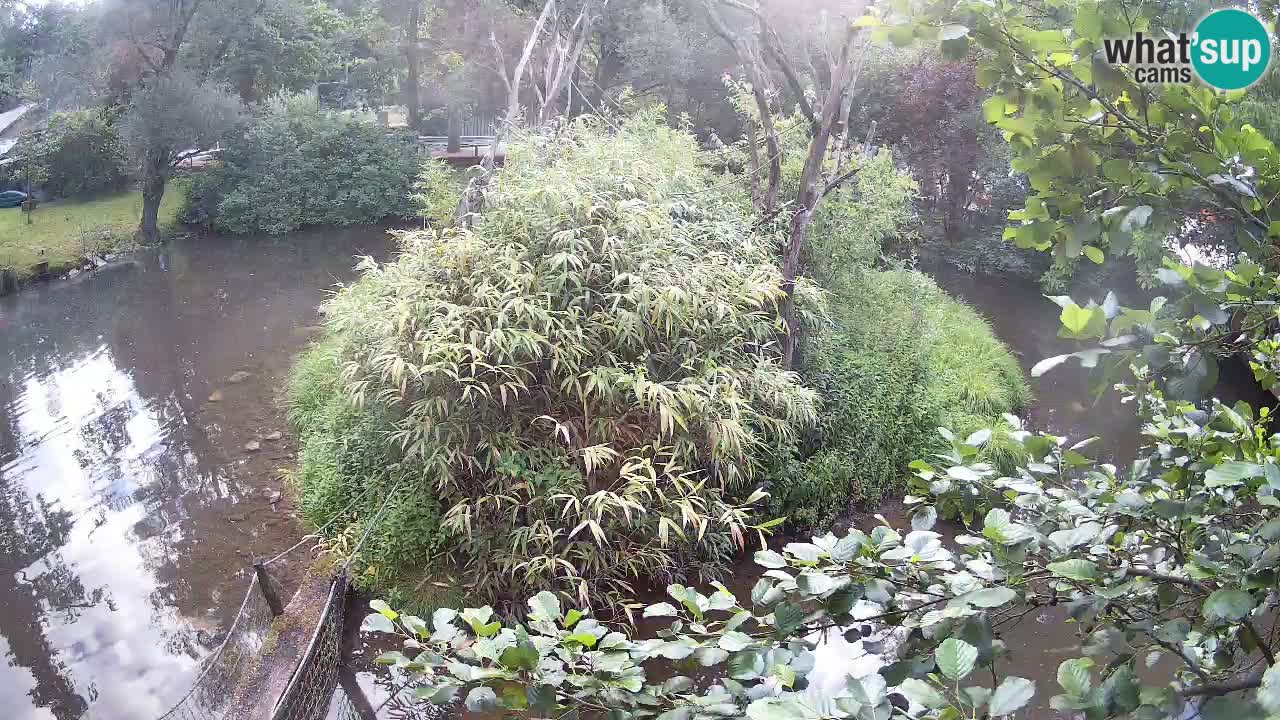 Gibon – Nomascus gabriellae – Zoo Ljubljana web kamera