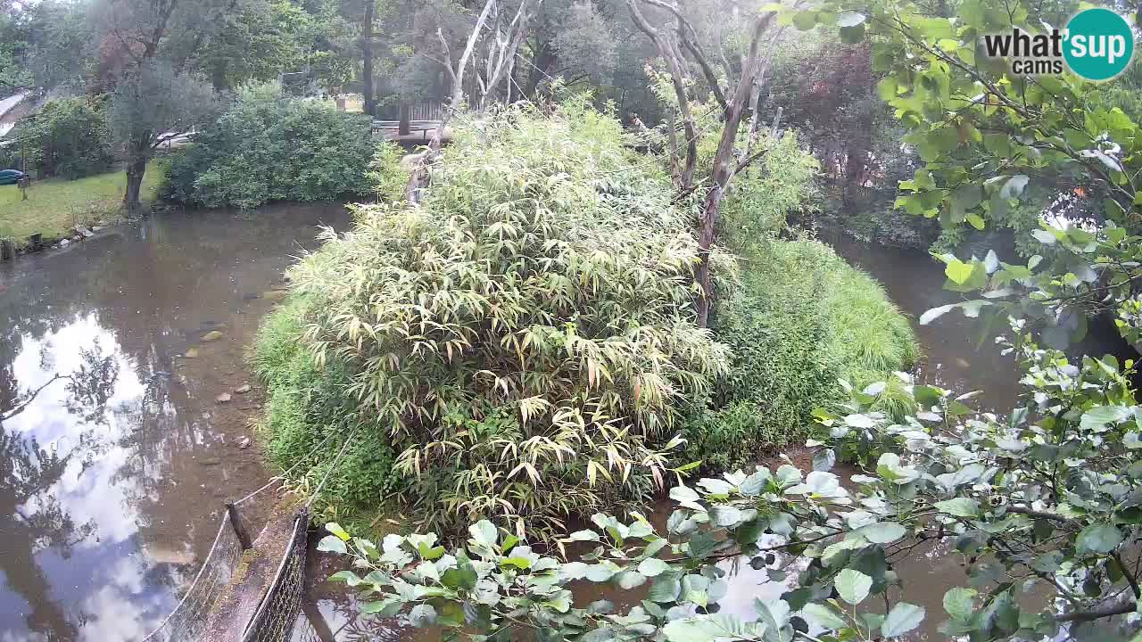 Gibon – Nomascus gabriellae – Zoo Ljubljana web kamera