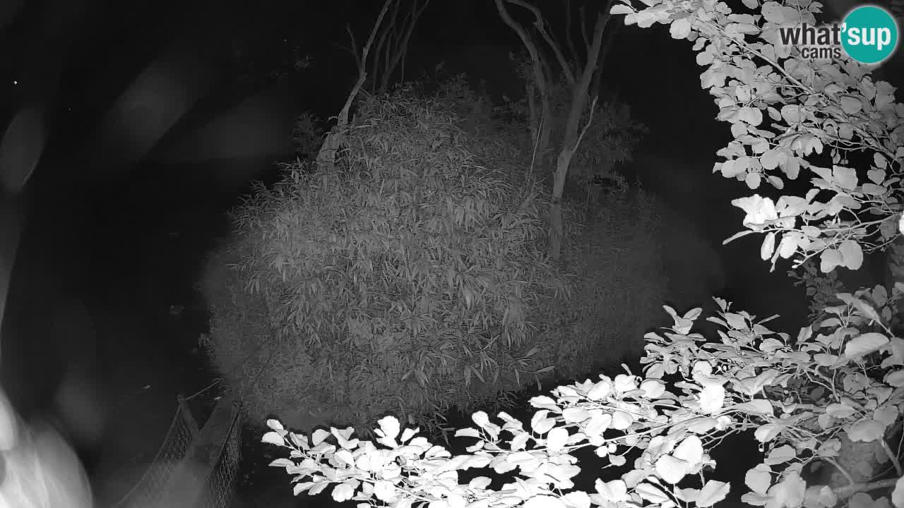Yellow-cheeked gibbon Zoo Ljubljana livecam