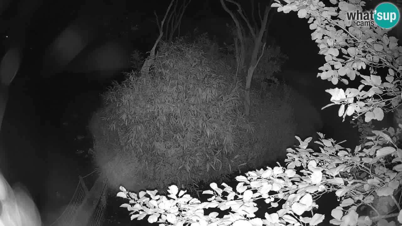 Yellow-cheeked gibbon Zoo Ljubljana livecam