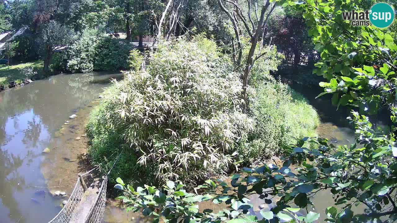 Gibon – Nomascus gabriellae – Zoo Ljubljana web kamera