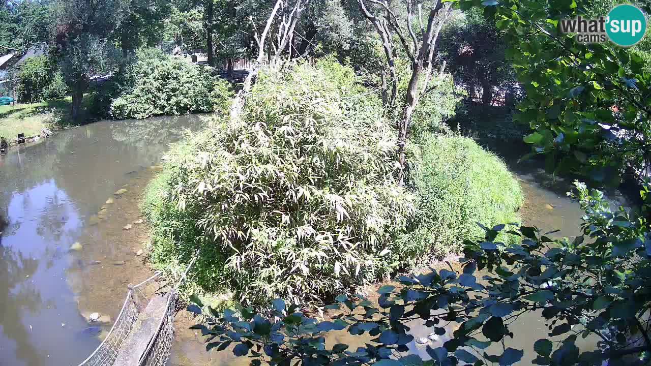 Gibon – Nomascus gabriellae – Zoo Ljubljana web kamera