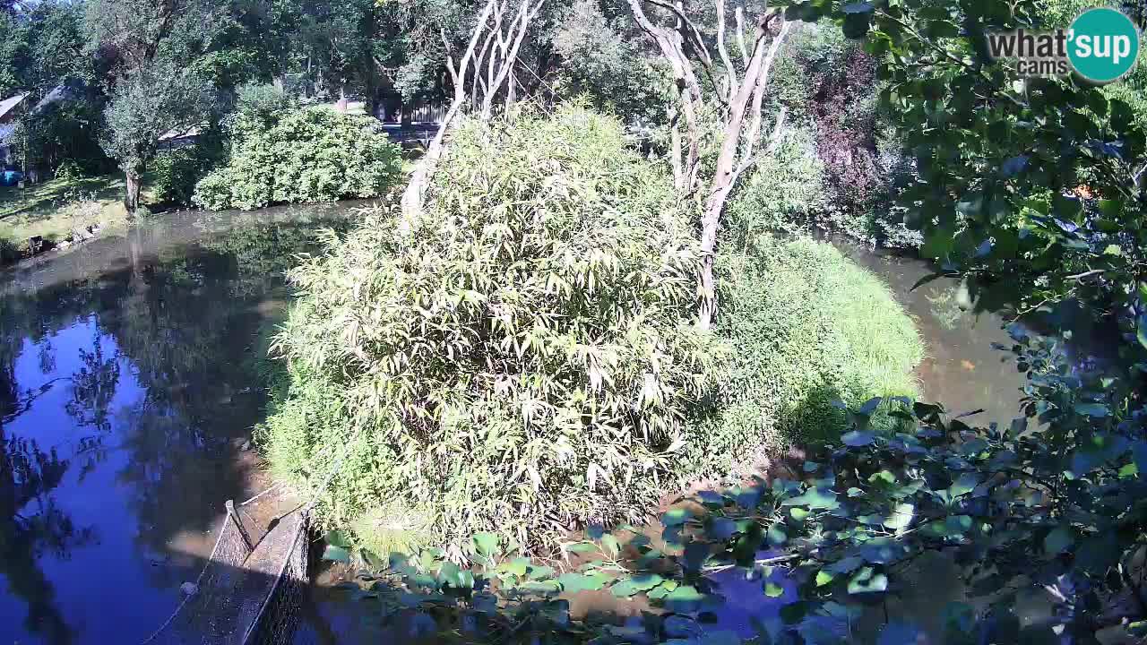 Gibbon à joues jaunes Zoo Ljubljana live cam