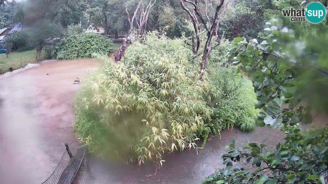Südlicher Gelbwangen-Schopfgibbon Zoo Ljubljana webcam