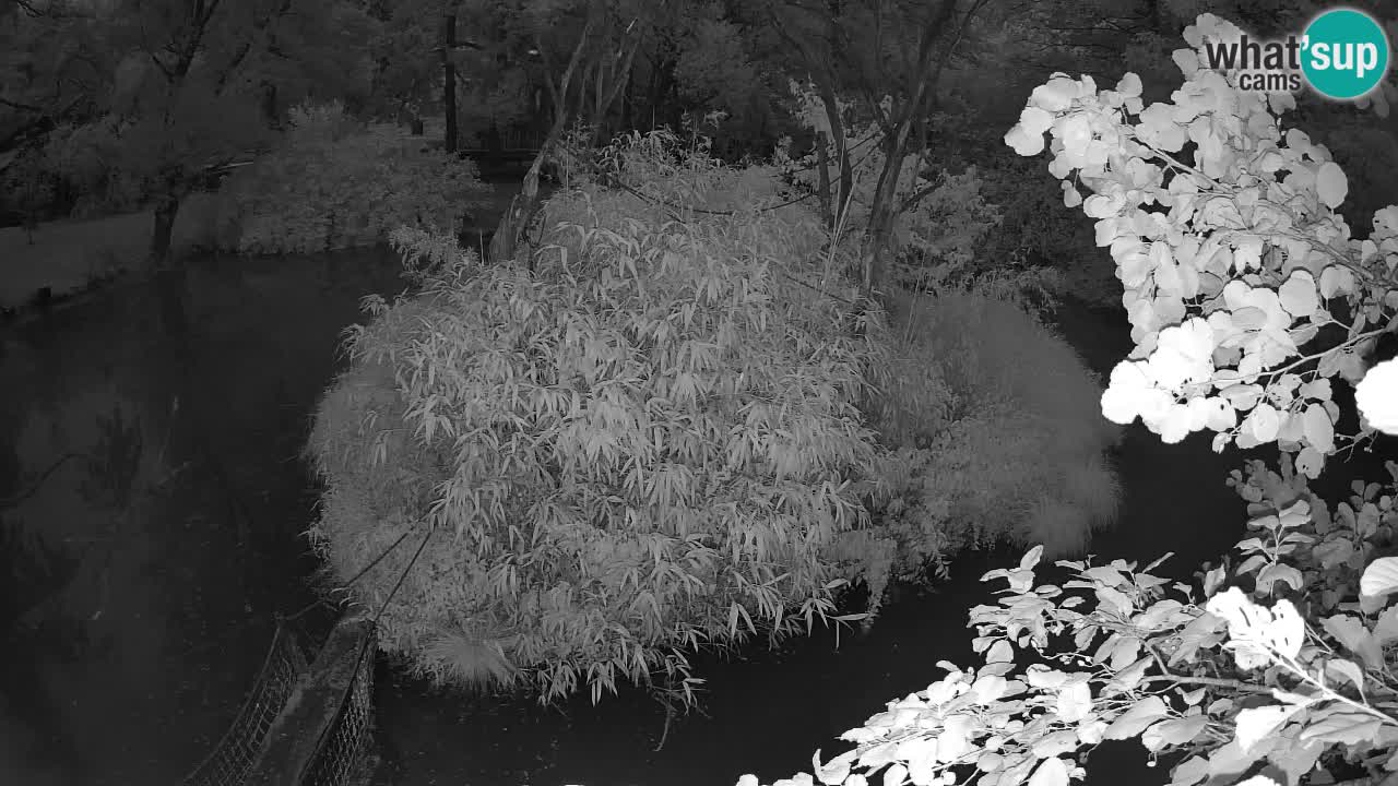 Südlicher Gelbwangen-Schopfgibbon Zoo Ljubljana webcam