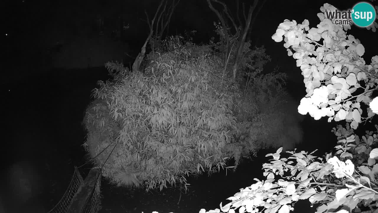 Südlicher Gelbwangen-Schopfgibbon Zoo Ljubljana webcam