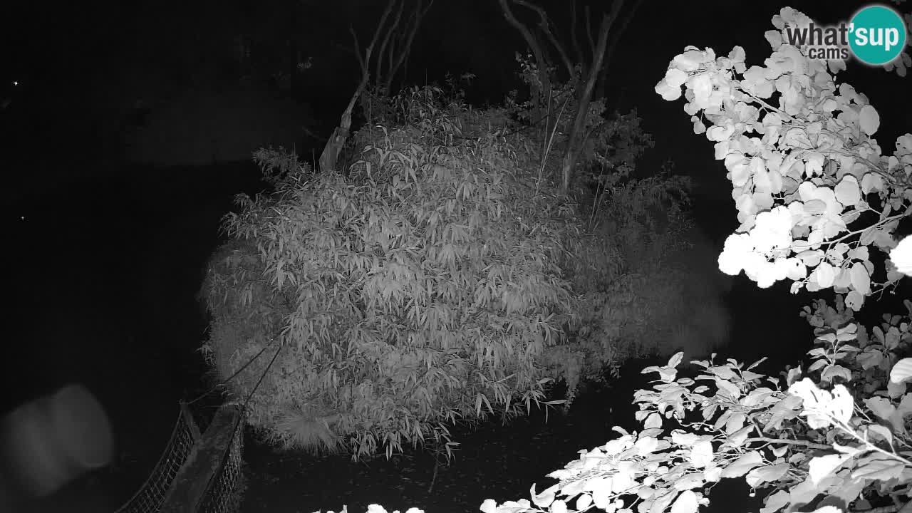 Yellow-cheeked gibbon Zoo Ljubljana livecam