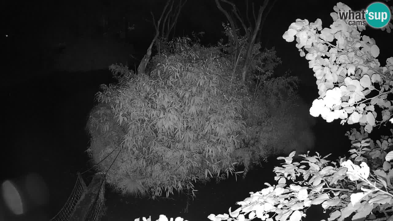 Yellow-cheeked gibbon Zoo Ljubljana livecam