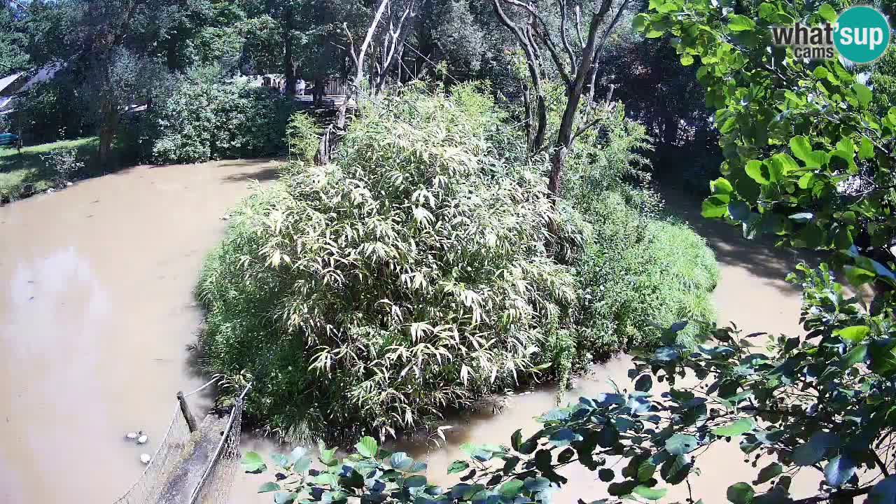 Gibbon à joues jaunes Zoo Ljubljana live cam