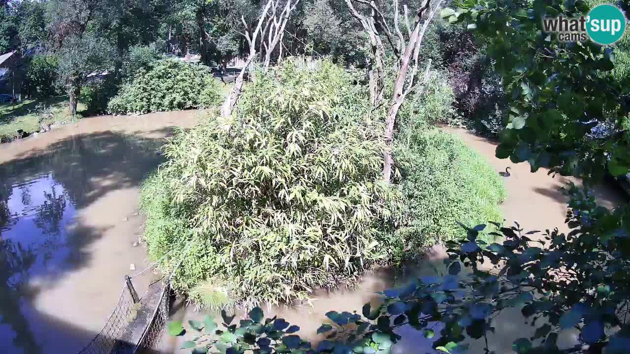 Yellow-cheeked gibbon Zoo Ljubljana livecam