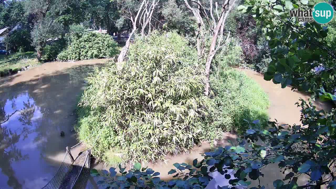 Gibbon à joues jaunes Zoo Ljubljana live cam